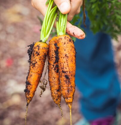 Où faire ses courses Green à Aix-en-Provence & alentours