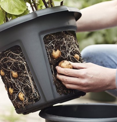 Cultiver des pommes de terre sur mon balcon grâce au Potato Pot Elho
