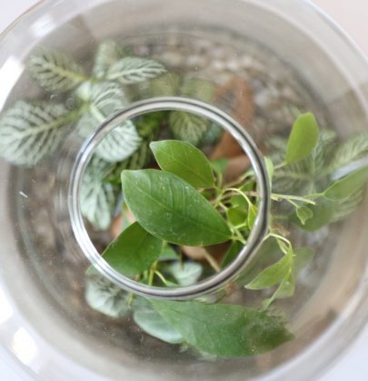 Glass & Moss – Design Végétal