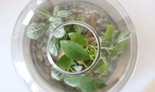 Glass & Moss – Design Végétal