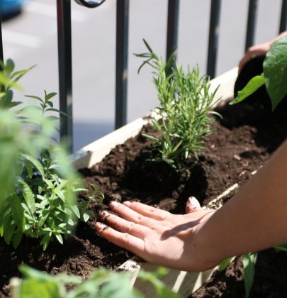 Mon potager de balcon avec Abricotoit