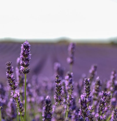 Instameet sur le plateau de Valensole – À la conquête des champs de lavande