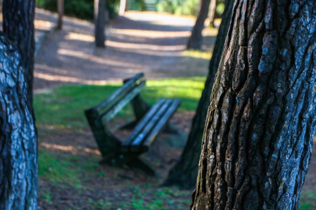 Banc entre deux troncs de pins au parc des collines de Cuques, à Aix-en-Provence