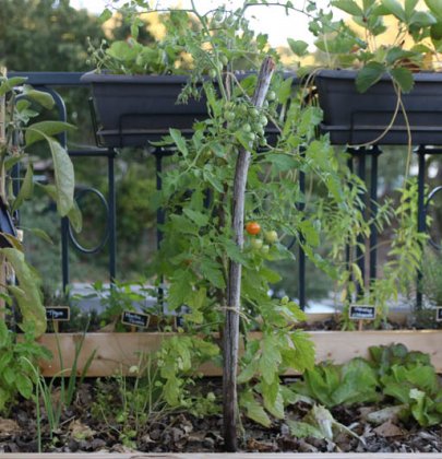 Potager de balcon – Entretien & Récolte