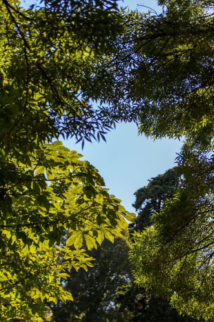 Feuillages vus en contre-plongée sous le ciel bleu au parc Jourdan