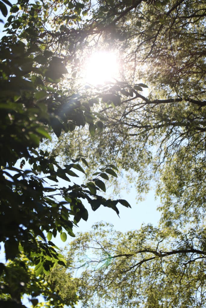 Soleil filtrant à travers les arbres du parc Jourdan, à Aix-en-Provence