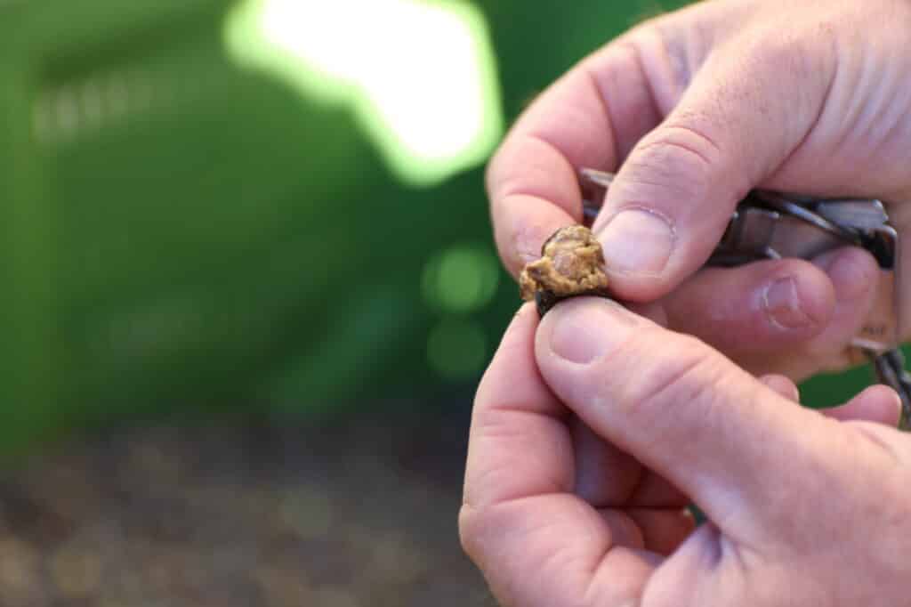 Mains tenant une olive pendant la dégustation au Moulin Dauphin, à Cucuron