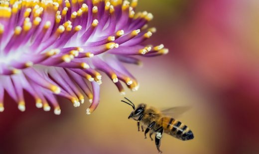 Un toit pour les abeilles – Et si vous parrainiez une ruche ?