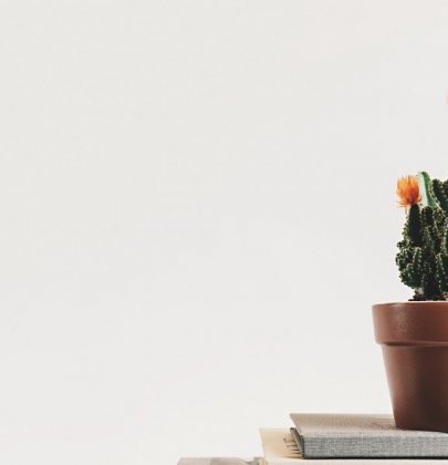 Le Top 10 des plantes d’intérieur dépolluantes & tendances