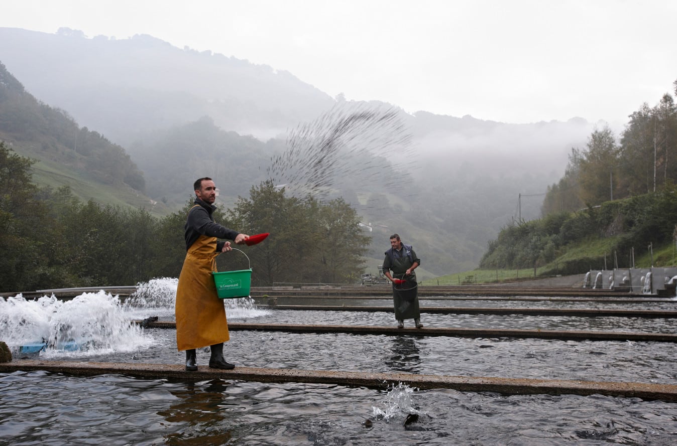 Pisciculteurs nourrissant les poissons dans des bassins en montagne, sous la brume