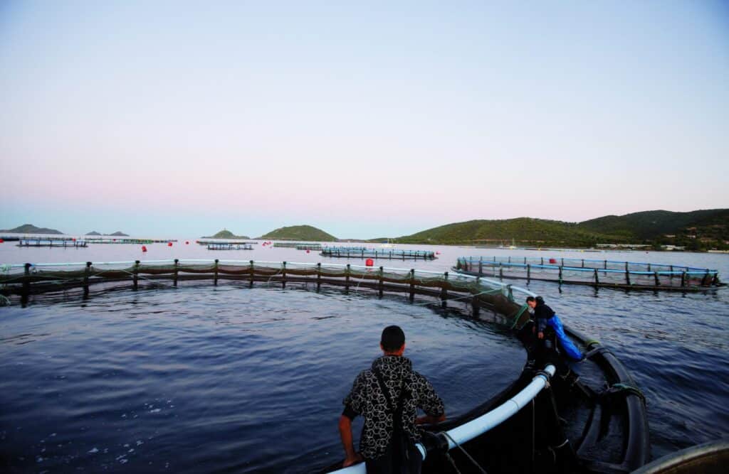 Pisciculteur en bateau près des cages d’élevage de poissons en mer, au crépuscule