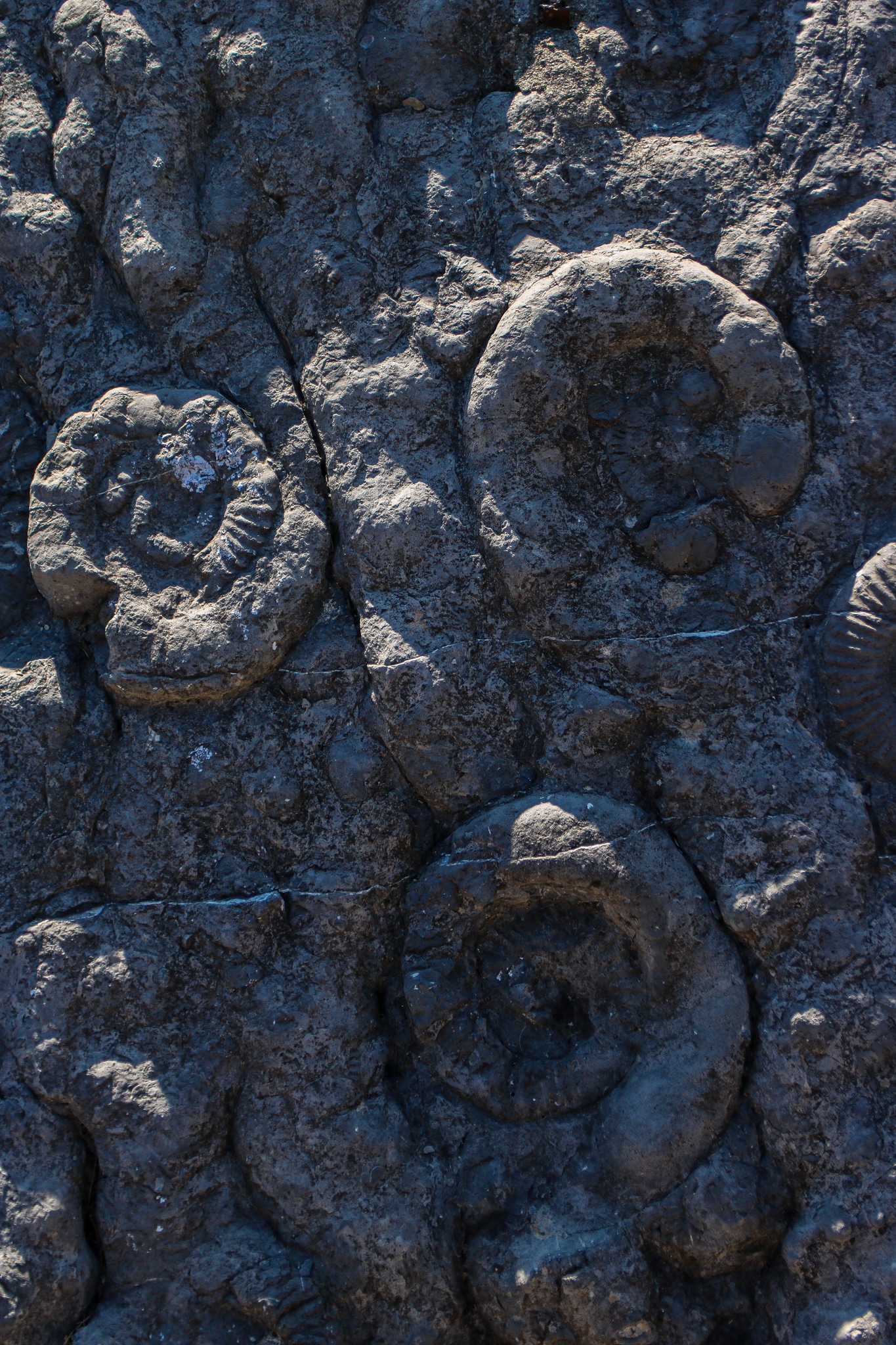 Fossiles d’ammonites incrustés dans la roche, près de Digne-les-Bains