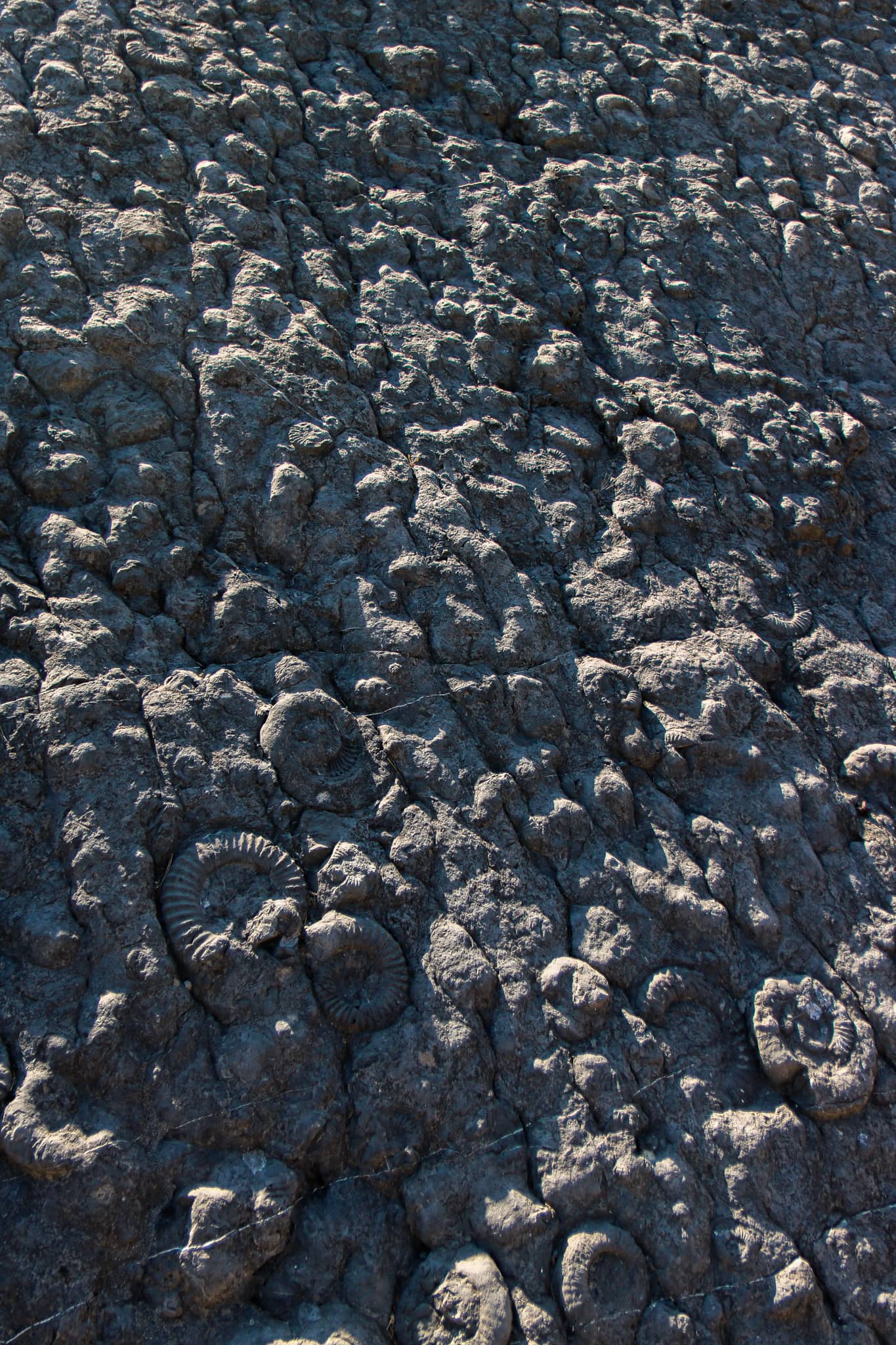 La dalle aux ammonites sur la route de Barles