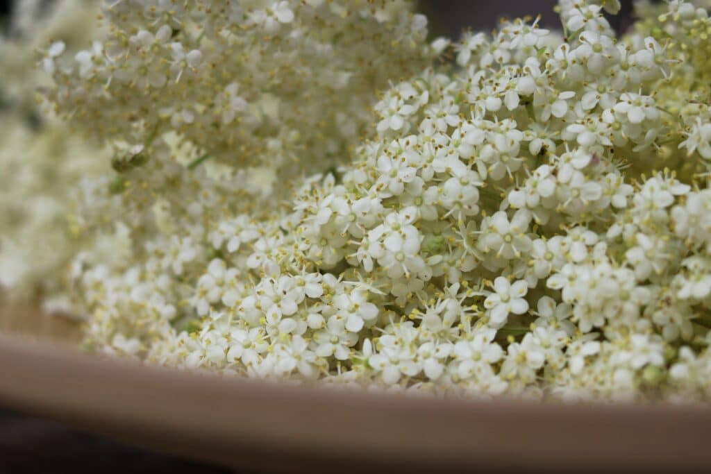 Faire son sirop de sureau maison