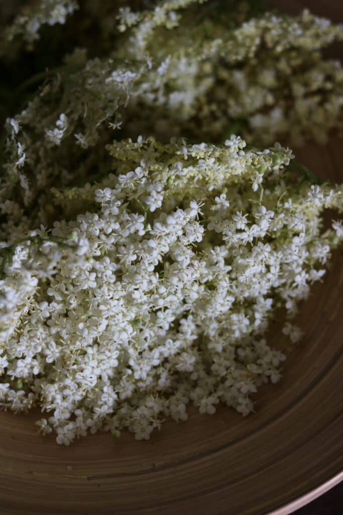 Faire son sirop de sureau maison