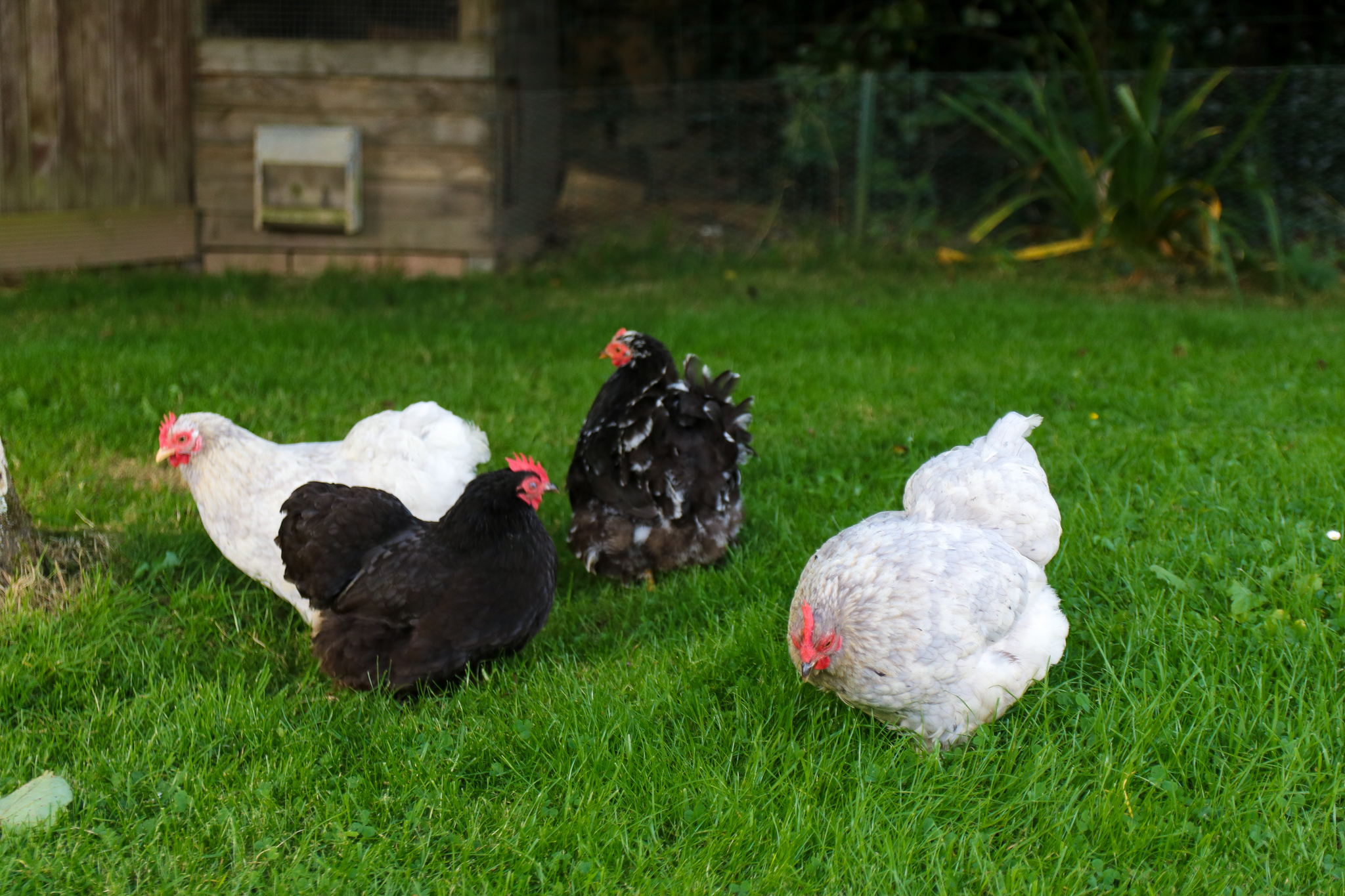 Quoi faire sur la côte de granit rose en Bretagne