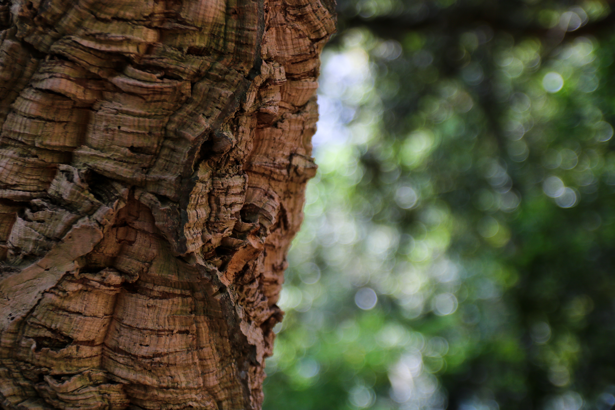 Quoi faire sur la côte de granit rose en Bretagne