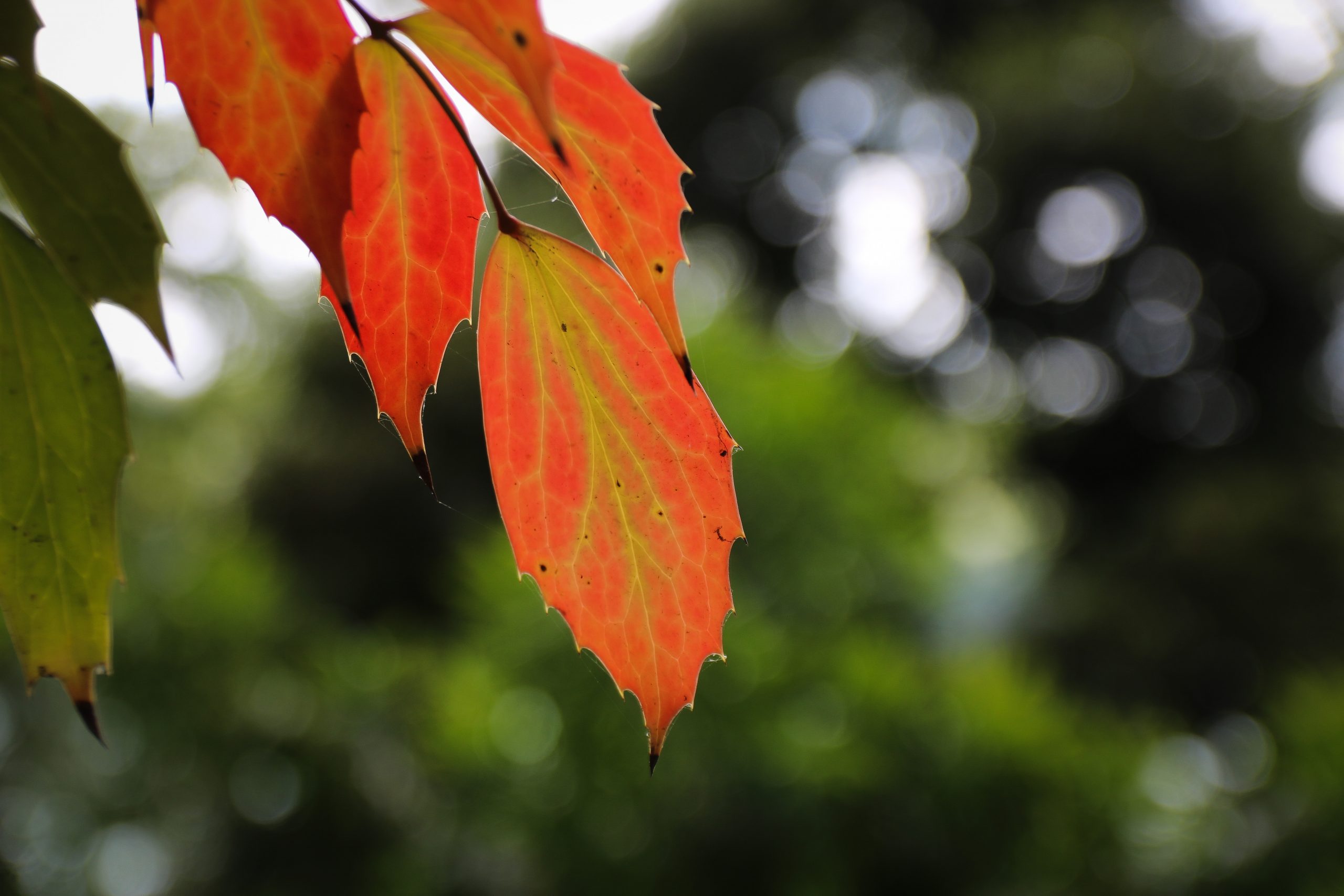Quoi faire sur la côte de granit rose en Bretagne