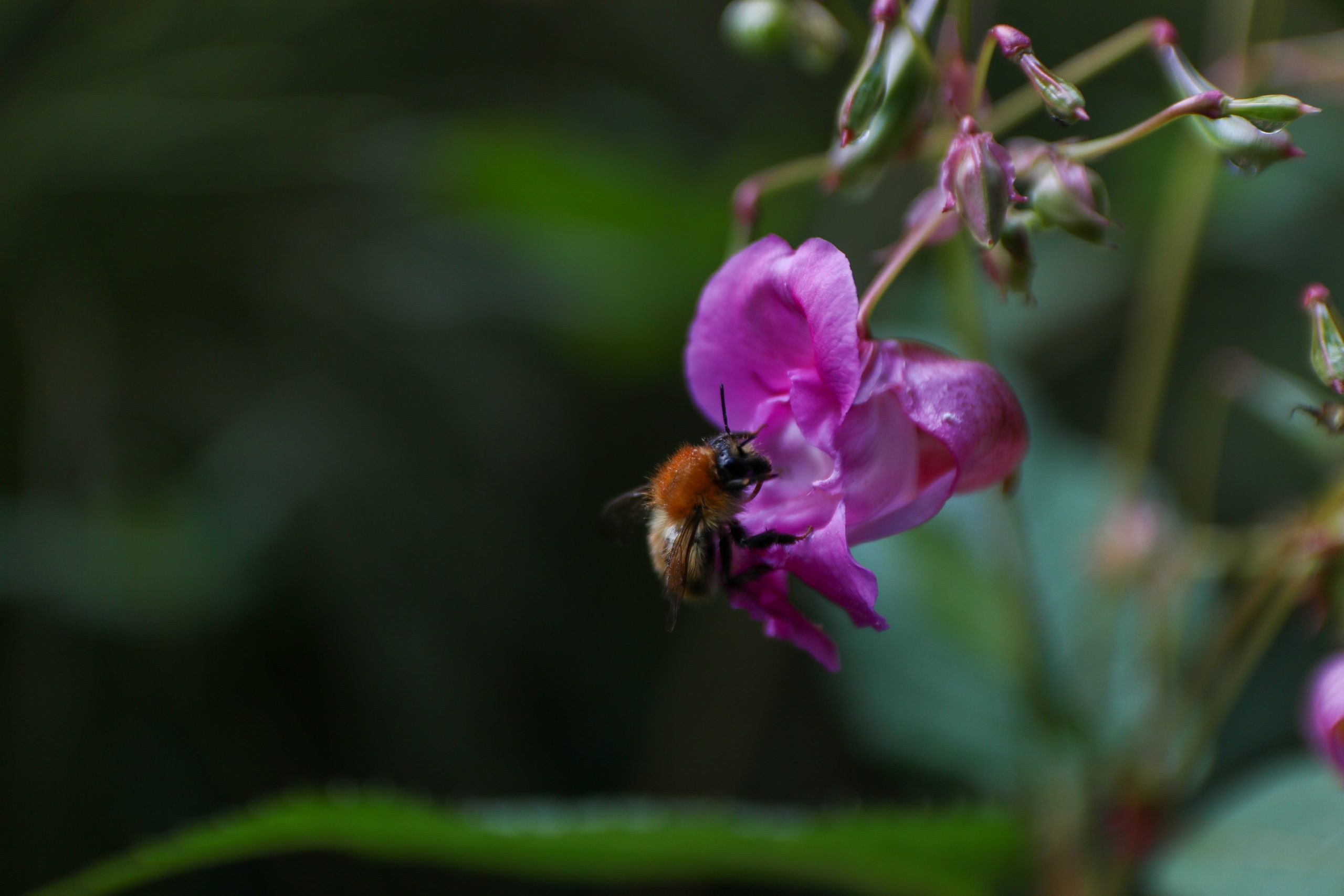 Quoi faire sur la côte de granit rose en Bretagne