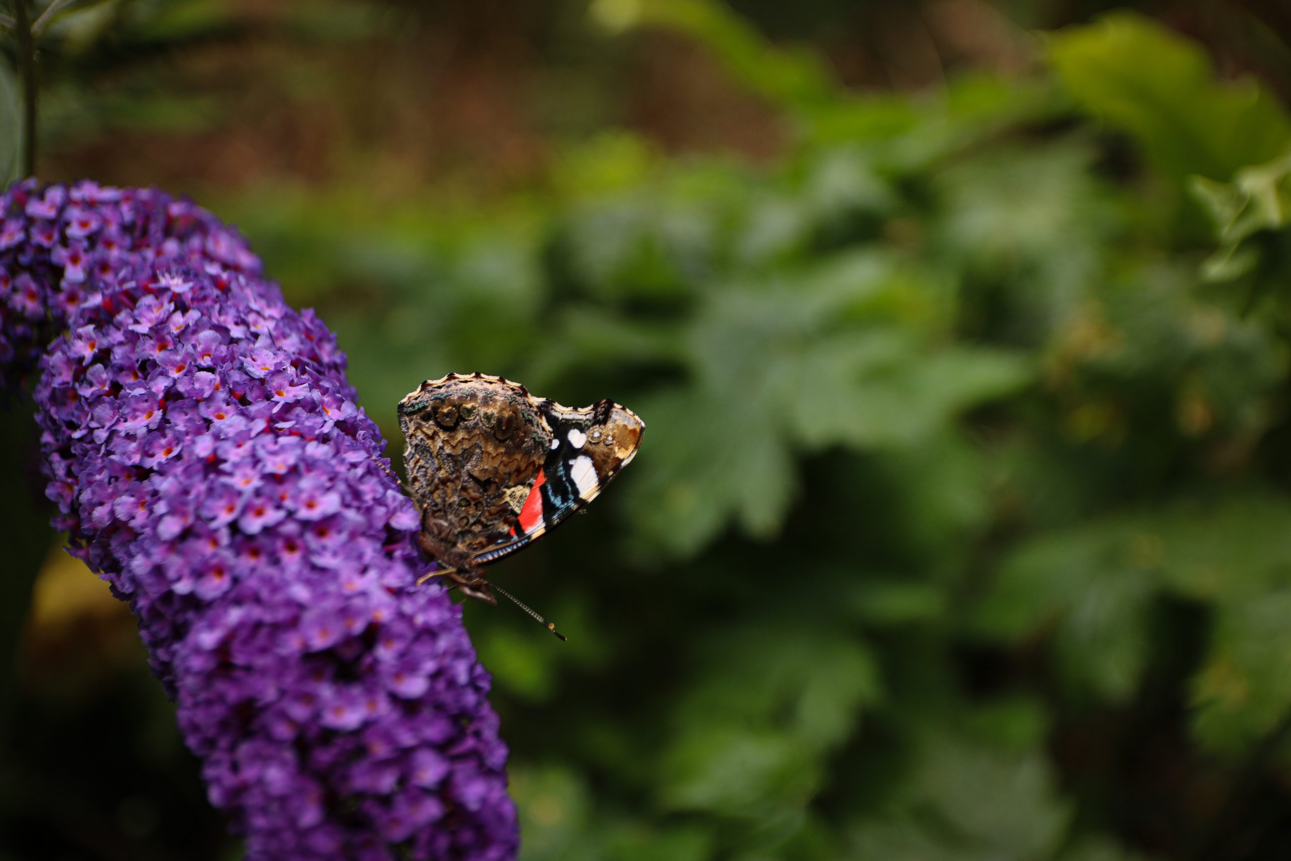 Quoi faire sur la côte de granit rose en Bretagne 