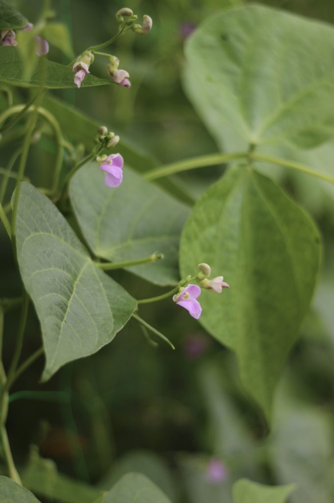 Producteurs locaux Aix-en-Provence