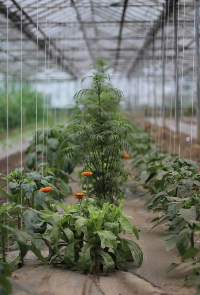 Producteurs locaux Aix-en-Provence