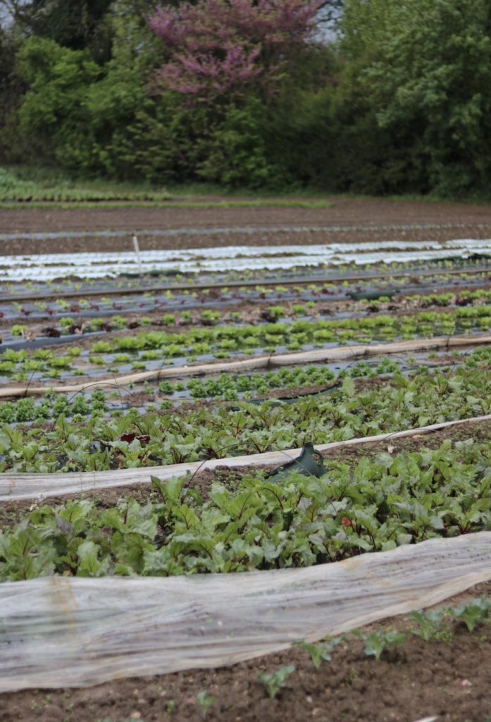 Producteurs locaux Aix-en-Provence