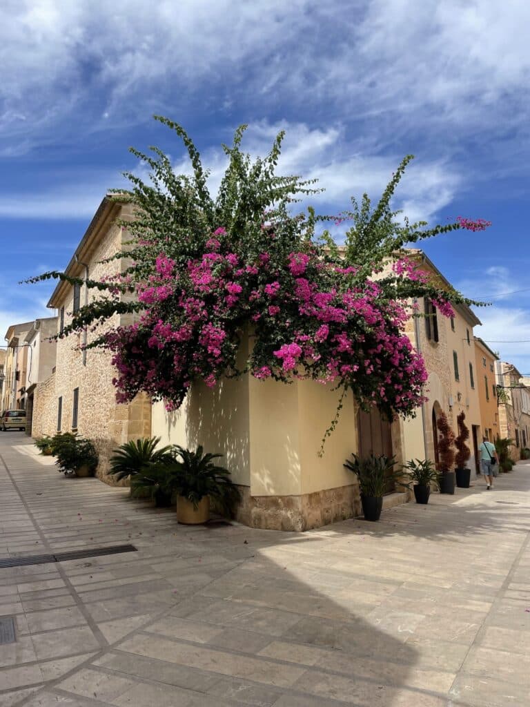 Bougainvillier en fleurs à l’angle d’une ruelle de Majorque